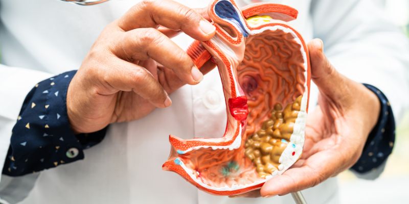 A close-up of hands holding a detailed anatomical model of the human digestive system, showing the stomach, intestines, and other components. 