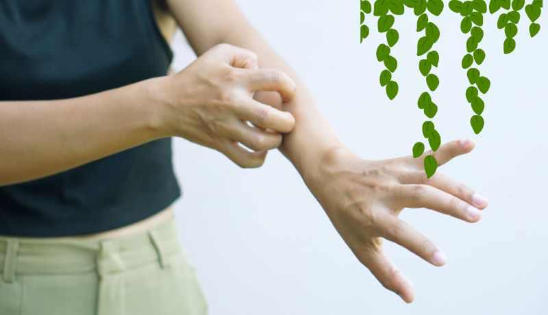 A person scratching the inner part of their left forearm with their right hand and in the upper right corner is a hanging malunggay leaves.
