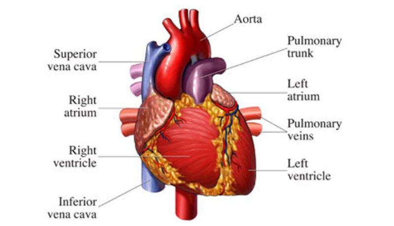 A green electrocardiogram (ECG) display showing a heart rate graph with peaks and valleys and a glowing green heart icon is visible in the upper right corner.