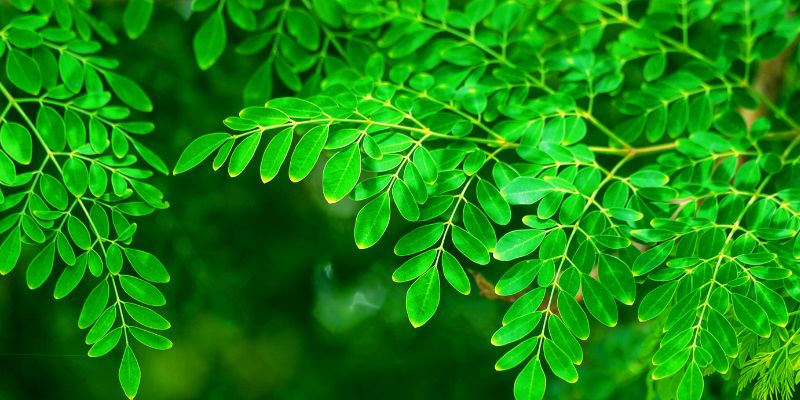 Malunggay Leaves - Amazing Health Benefits