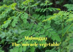 The Amazing Health Benefits of Malunggay (Moringa Oleifera)