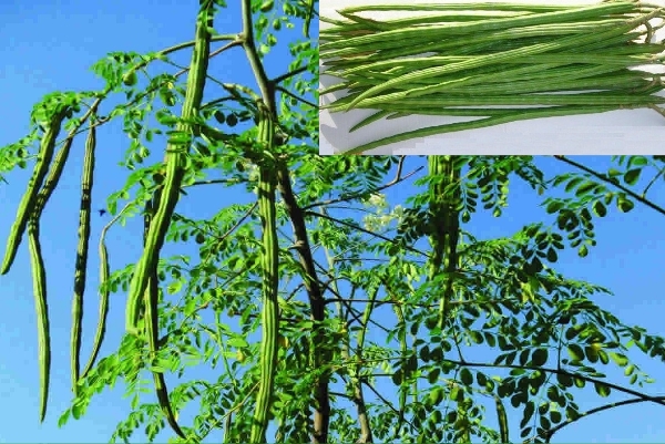 The Amazing Benefits of Malunggay (Moringa Oleifera)